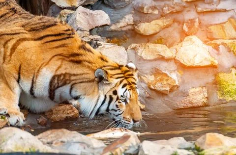 A tiger is drinking from a like Stock Photos