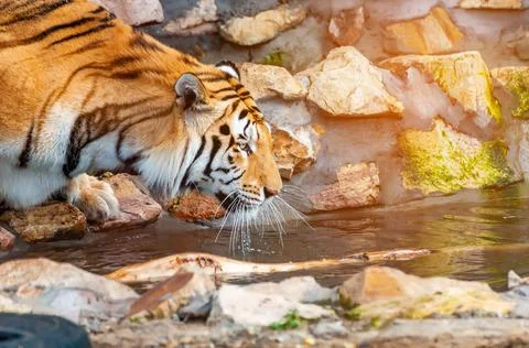 A tiger is drinking from a like Stock Photos