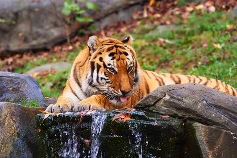Tiger drinking  写真素材