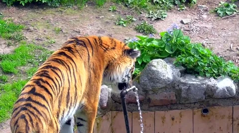 Tiger drinking water Vídeo Stock 49605135
