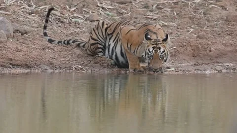 Tiger drinking water Stock Footage 195281651