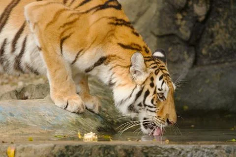 Tiger drinking water Stock Photos