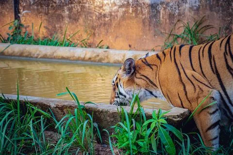 Tiger drinking water Foto stock