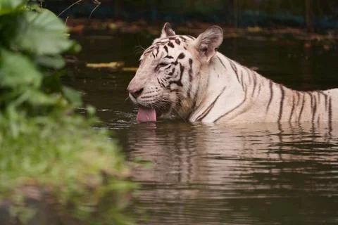 Tiger Drinking Water Stock Photos