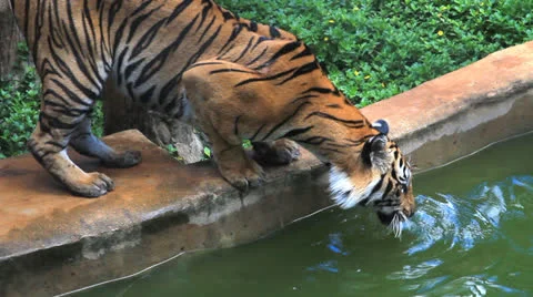 Tiger drinking water in pond. Stock Footage 25229135