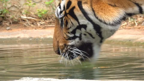 Tiger drinking water in river in forest on hills Stock Footage 107482391