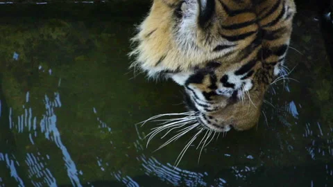 Tiger drinks, slow motion, close up Видео 115078193