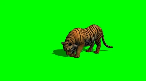 Tiger eat on green screen Vidéo 39633654