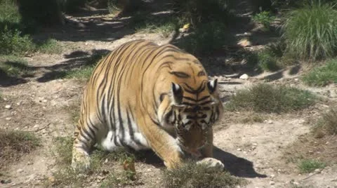 Tiger eat meat Stock Footage 12678414