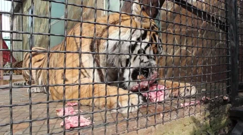 Tiger eat meat 스톡 동영상 47357745