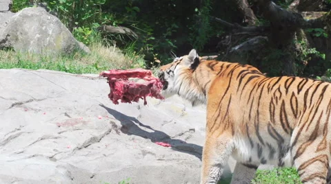 Tiger eating beef Stock Footage 43682301