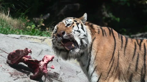 Tiger eating beef Video stock 43682568