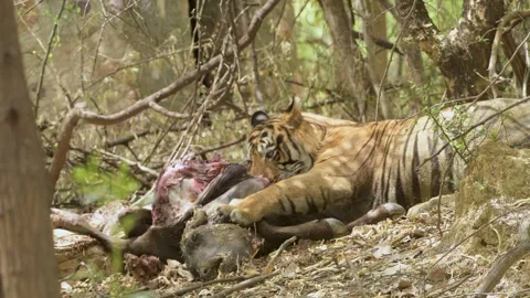 Tiger eating cattle kill , Ranthambhore tiger reserve,India Stock Footage 320471754