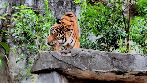 The tiger is eating on the cliff. Vídeo Stock 304108698