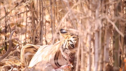 Tiger Eating a Deer under Bamboo Bushes Stock Footage