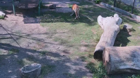 Tiger eating the grass alone in the cage Stock Footage 160264004