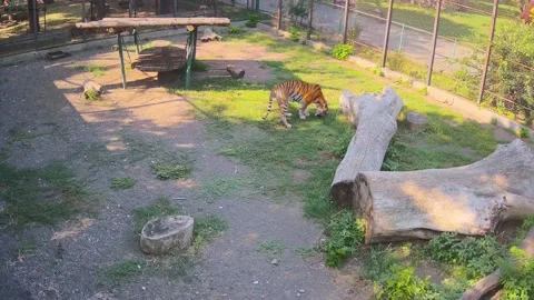 Tiger eating the grass at the cage Stock Footage 158617128