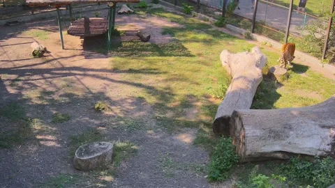 Tiger eating the grass in the cage Video stock 159220281