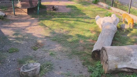 Tiger is eating grass on the cage Stock Footage 160106830