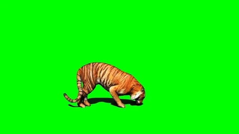 Tiger Eating on Green Screen Video stock 225240686
