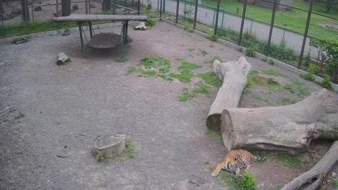 Tiger eating the gross Stock Footage 154250539