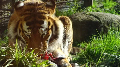 Tiger eating meat in the Sun 스톡 동영상 24482673