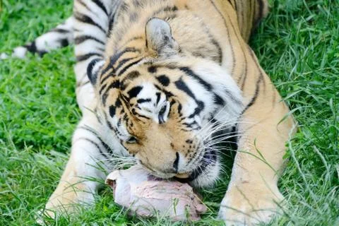 Tiger eating Stock Photos