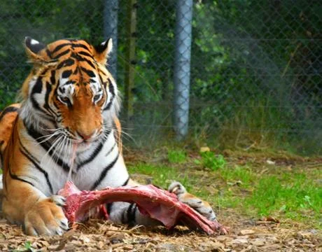 Tiger eating 写真素材