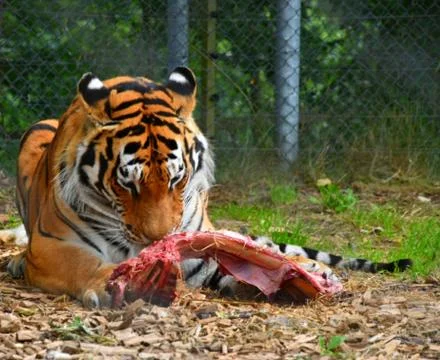 Tiger eating 写真素材