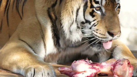 Tiger eats, close-up, slow motion Video stock 94759099