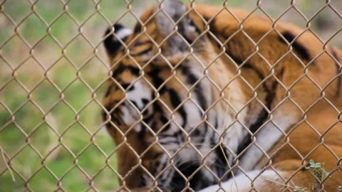 Tiger eats grass and reacts Stock Footage 91640607
