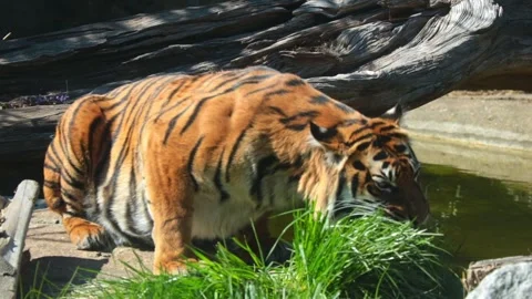 The tiger eats grass. Avitaminosis in animals. Wild nature. Natural habitat of Video stock 231315259