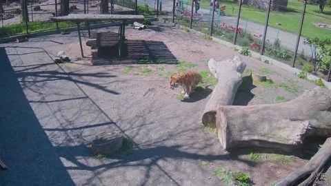 Tiger eats grass in a cage Stock Footage 153911362