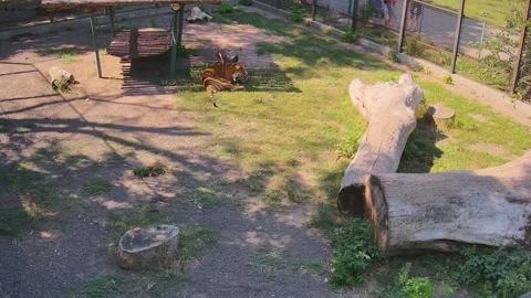 Tiger eats grass with race after rain Video stock 159062240