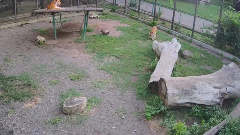 A tiger eats grass while another tiger watches him Stock Footage 158609387