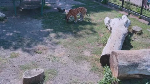 Tiger eats green grass on the lawn Stock Footage 159961702
