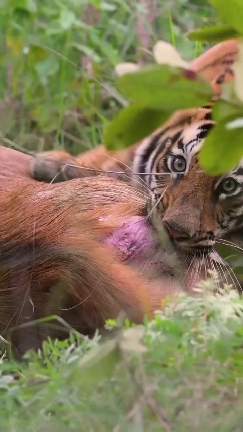 Tiger eats its prey Stock Footage 317429259