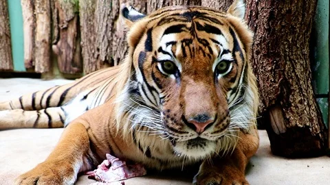 The tiger eats meat from the bone. Video stock 119160267
