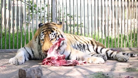 The tiger eats meat. Predator. Wild animals. Video stock 241083991