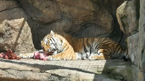 Tiger eats meat in the zoo aviary 動画素材 131983850