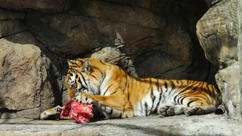 A tiger eats meat in a zoo enclosure. 動画素材 179531730