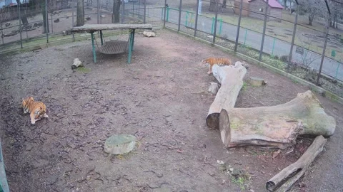 A tiger eats a piece of meat while another tiger watches him and waits for h Stock Footage 145590302