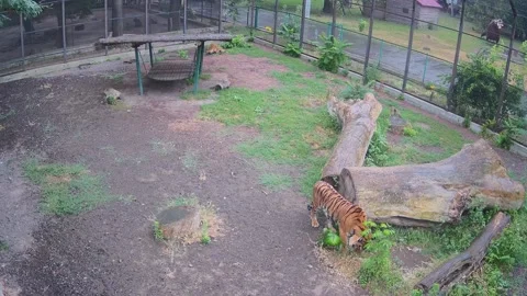 Tiger eats wet grass after rain Stock Footage 156794174