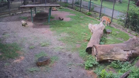 Tiger eats wet grass after long Video stock 158609455