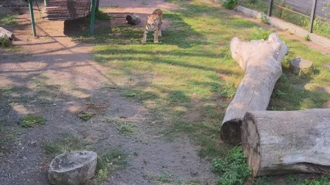 Tiger eats wet grass on the lawn after rain Stock Footage 160106668