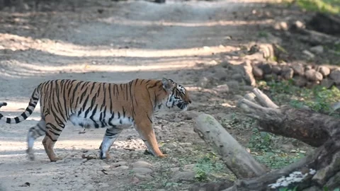 Tiger elegantly crossing a safari trail in in Corbett national park Stock Footage 340514914
