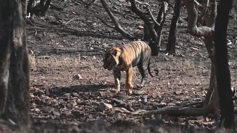 Tiger elegantly walking through the dry jungle of Ranthambore national park Stockbeeldmateriaal 334554151