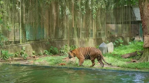 Tiger Emerging from Water and Roaring in Kuala Lumpur Zoo Enclosure Stock Footage 339793452