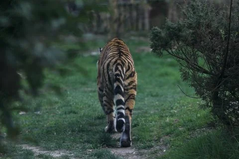 Tiger in an enclosure Stock Photos
