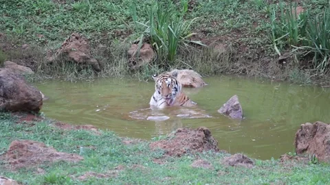 Tiger enjoying a bath Video stock 139929003